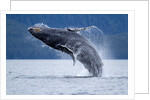 Breaching Humpback Whale, Alaska by Anonymous