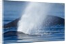 Spouting Humpback Whale, Alaska by Anonymous