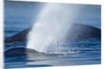 Spouting Humpback Whale, Alaska by Anonymous
