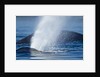 Spouting Humpback Whale, Alaska by Anonymous