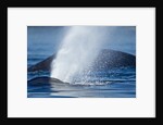 Spouting Humpback Whale, Alaska by Anonymous