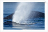 Spouting Humpback Whale, Alaska by Anonymous