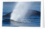 Spouting Humpback Whale, Alaska by Anonymous