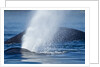 Spouting Humpback Whale, Alaska by Anonymous