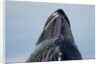 Group Feeding Humpback Whale, Alaska by Anonymous