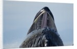 Group Feeding Humpback Whale, Alaska by Anonymous