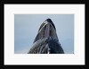 Group Feeding Humpback Whale, Alaska by Anonymous