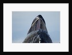 Group Feeding Humpback Whale, Alaska by Anonymous