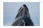 Group Feeding Humpback Whale, Alaska by Anonymous