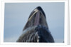 Group Feeding Humpback Whale, Alaska by Anonymous