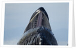 Group Feeding Humpback Whale, Alaska by Anonymous