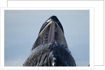 Group Feeding Humpback Whale, Alaska by Anonymous