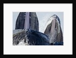 Group Feeding Humpback Whales, Alaska by Anonymous