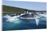 Group Feeding Humpback Whales, Alaska by Anonymous