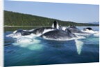 Group Feeding Humpback Whales, Alaska by Anonymous
