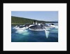 Group Feeding Humpback Whales, Alaska by Anonymous