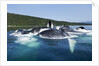 Group Feeding Humpback Whales, Alaska by Anonymous