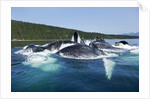 Group Feeding Humpback Whales, Alaska by Anonymous
