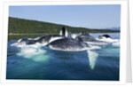 Group Feeding Humpback Whales, Alaska by Anonymous