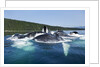Group Feeding Humpback Whales, Alaska by Anonymous