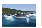 Group Feeding Humpback Whales, Alaska by Anonymous