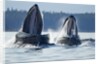Feeding Humpback Whales, Alaska by Anonymous