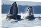 Feeding Humpback Whales, Alaska by Anonymous