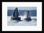 Feeding Humpback Whales, Alaska by Anonymous