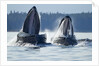 Feeding Humpback Whales, Alaska by Anonymous