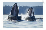 Feeding Humpback Whales, Alaska by Anonymous
