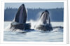 Feeding Humpback Whales, Alaska by Anonymous