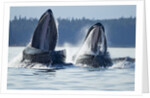 Feeding Humpback Whales, Alaska by Anonymous