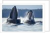 Feeding Humpback Whales, Alaska by Anonymous