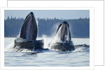 Feeding Humpback Whales, Alaska by Anonymous