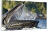 Feeding Humpback Whale, Alaska by Anonymous