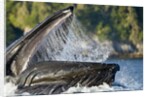 Feeding Humpback Whale, Alaska by Anonymous