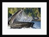 Feeding Humpback Whale, Alaska by Anonymous