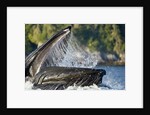 Feeding Humpback Whale, Alaska by Anonymous