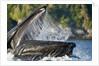 Feeding Humpback Whale, Alaska by Anonymous
