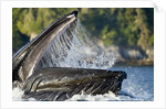 Feeding Humpback Whale, Alaska by Anonymous