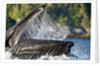 Feeding Humpback Whale, Alaska by Anonymous
