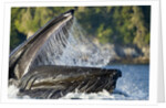 Feeding Humpback Whale, Alaska by Anonymous