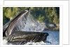 Feeding Humpback Whale, Alaska by Anonymous