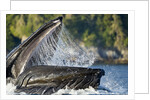 Feeding Humpback Whale, Alaska by Anonymous