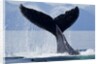 Tail Slapping Humpback Whale, Alaska by Anonymous