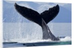 Tail Slapping Humpback Whale, Alaska by Anonymous