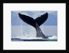 Tail Slapping Humpback Whale, Alaska by Anonymous
