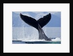 Tail Slapping Humpback Whale, Alaska by Anonymous