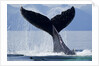 Tail Slapping Humpback Whale, Alaska by Anonymous