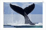 Tail Slapping Humpback Whale, Alaska by Anonymous